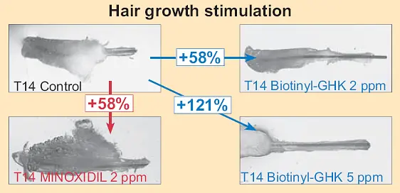 Biotina Tripeptide-1 per la stimolazione della crescita dei capelli